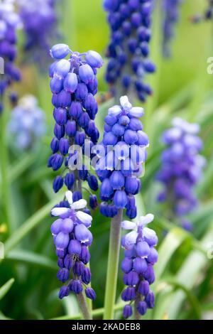 Traubenhyazinthe Blume Muscari armeniacum Muscari „Big Smile“ Stockfoto