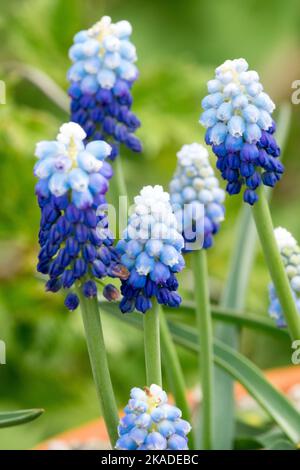 Traubenhyazinthe Blume Muscari armeniacum Blumen Muscari 'Ocean Magic' blassblau weiß Muscari Blüte blühende Muscari armeniacum Ocean Magic Blüte Stockfoto