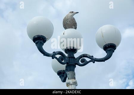 Junge Möwe (Laridae) auf Straßenlaterne sitzend, Brighton, England, Großbritannien Stockfoto