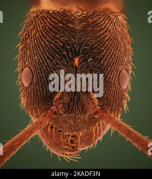 Mikroskopische Kopfdetails der Zahnanter Odontoponera SP, Arthropoda Phylum, Unterfamilie Ponerinae, Makroansicht mit 10X Vergrößerungen Stockfoto