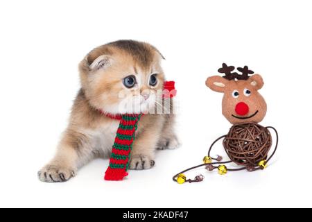 Kleines schottisches Faltenkätzchen in einem roten Schal, isoliert auf weißem Hintergrund. Stockfoto