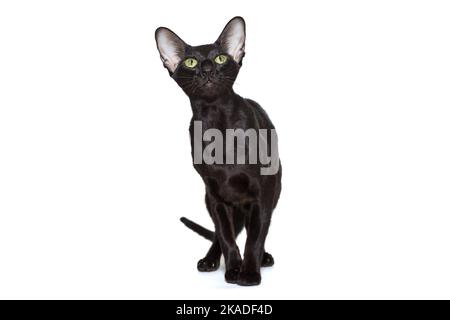 Schwarze orientalische Katze steht auf weißem Hintergrund, isoliert Stockfoto