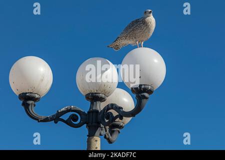 Junge Möwe (Laridae) auf Straßenlaterne sitzend, Brighton, England, Großbritannien Stockfoto