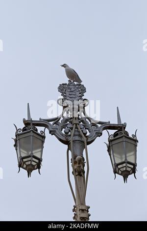 Junge Möwe (Laridae) auf Straßenlaterne sitzend, Brighton, England, Großbritannien Stockfoto