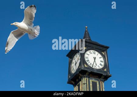 Möwe (Laridae) im Flug, Uhrenturm, Palace Pier, Brighton, East Sussex, England, Großbritannien Stockfoto