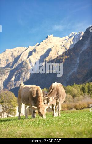 Kühe weiden in der Schweiz in der Nähe eines Dorfes Stockfoto