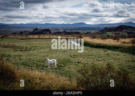 Weißes isländisches Pferd auf einer grünen Wiese. Vulkanlandschaft des Heidmork-Waldes, Reykjavik, Island. Stockfoto