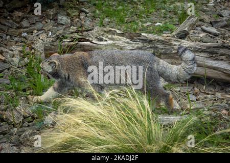 Eine wild graue Pallas-Katze (Manul) zwischen den Felsen. Stockfoto
