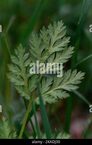 Eine vertikale Nahaufnahme eines süßen Wermut-Blattes Stockfoto