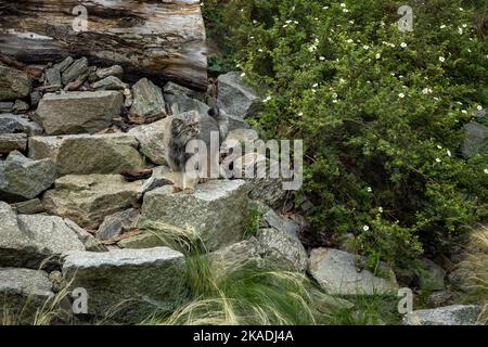 Eine wild graue Pallas-Katze (Manul) zwischen den Felsen. Stockfoto