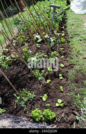 Neu gepflanzte Schwitzerbsengewächse und Salatpflanzen in einem Frühlingsgarten - John Gollop Stockfoto