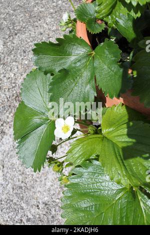 Blühende Erdbeerpflanzen im Terrakotta-Fass - John Gollop Stockfoto