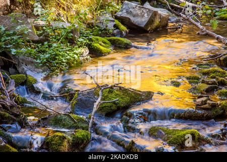 Herbstfarbe von Espenbäumen, die sich im Indian Creek in den Abajo Mountains im Südosten Utahs widerspiegeln. Stockfoto