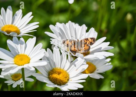 Eine Nahaufnahme eines wunderschönen Perlenhalbmondschmetterlings auf einer Kamillenblume im Garten Stockfoto