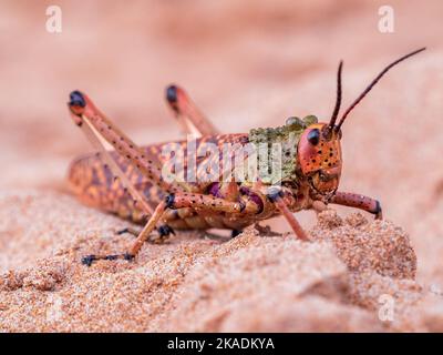 Nahaufnahme der Gemeinen Milchkrautlocke (Phymateus morbillosus) in Plettenberg, Südafrika Stockfoto