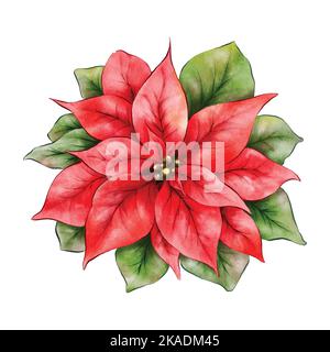 Weihnachten poinsettia Blume Aquarell Illustration isoliert auf weißem Hintergrund. Vektor-Element geeignet für dekorative Weihnachtsfeste, Winter, Stock Vektor
