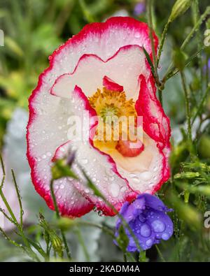 Eine weiße und rote Mohnblume (Papaver rhoreas), die nach Regen nass ist, auf einem grünen Hintergrund. Stockfoto