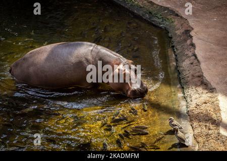 Nahaufnahme eines im Wasser schwimmenden Nilpferdes (Hippopotamus amphibius). Stockfoto