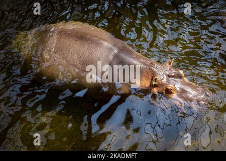 Nahaufnahme eines im Wasser schwimmenden Nilpferdes (Hippopotamus amphibius). Stockfoto