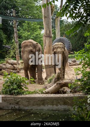 Zwei indische Elefanten (Elephas maximus indicus) fressen Heu im zoologischen Garten in Breslau, Polen. Stockfoto