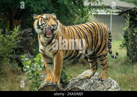 Ein junger brüllender bengalischer Tiger, der auf einem Baumstamm steht. Stockfoto