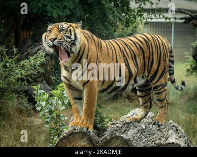 Ein junger bengalischer Tiger, gähnend und aus der Zunge rackend, steht auf einem Baumstamm. Stockfoto