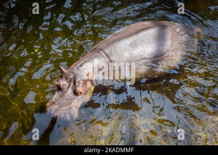 Nahaufnahme eines im Wasser schwimmenden Nilpferdes (Hippopotamus amphibius). Stockfoto