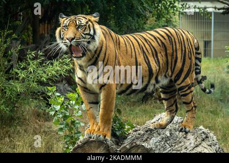 Ein junger brüllender bengalischer Tiger, der auf einem Baumstamm steht. Stockfoto