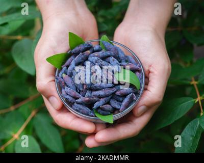 Eine Frau, die frisch geerntete haskap-Beeren in einer Glasschüssel in ihren Händen hält. (Geißel). Nahaufnahme. Stockfoto