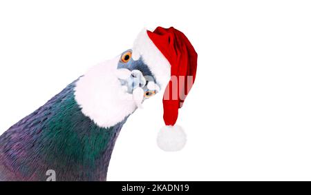 Taube in weihnachtsmann Hut und Bart Blick auf Kamera isoliert auf weiß Stockfoto