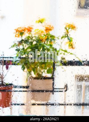 Rosenbusch in einem Blumentopf auf Balkon während des Regens Stockfoto