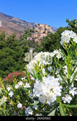 Die Zitadelle aus dem 18.. Jahrhundert von Corte (Adlerhorst) in Corte (Haute-Corse) auf der Insel Korsika, Frankreich Stockfoto