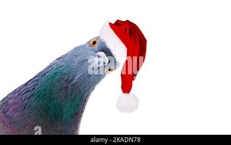 Pigeon in santa hat die Kamera angeschaut Stockfoto