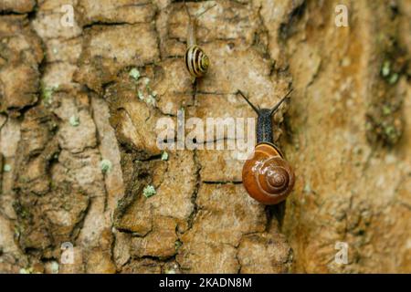 Eine Nahaufnahme einer burgundischen Schnecke, die auf dem Felsen thront Stockfoto
