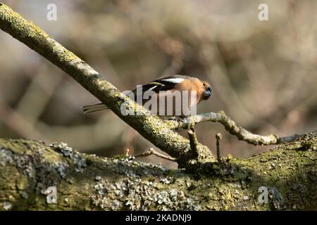 Neugierige männliche Chaffinch, Fringilla coelebs, auf moosiger Eiche Zweig mit natürlichem Bokeh Hintergrund thront Stockfoto