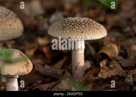 Blusher (Amanita rubescens) drei Exemplare inmitten herbstlicher Blätter auf Waldboden Stockfoto