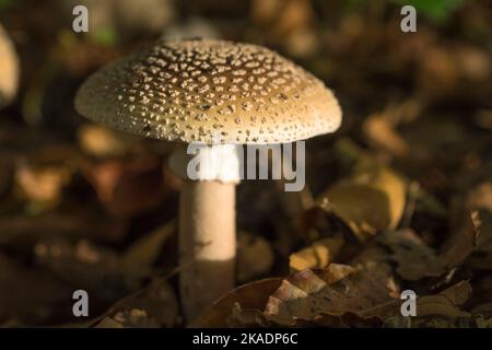 Blusher (Amanita rubescens) inmitten herbstlicher Blätter auf Waldboden Stockfoto