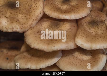 Nahaufnahme der Gruppe dunkler Honigpilze (Armillaria ostoyae) Stockfoto