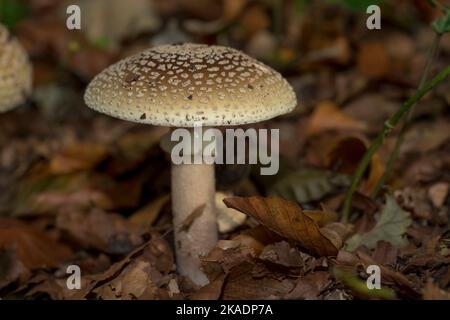 Blusher (Amanita rubescens) inmitten herbstlicher Blätter auf Waldboden Stockfoto