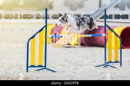 Australian Shepherd. Hund auf Agilität Wettbewerb. Der Aussie-Hund springt über ein Hindernis. Sportveranstaltung, Leistung im Sport. Sommerlicht. Sommer Stockfoto