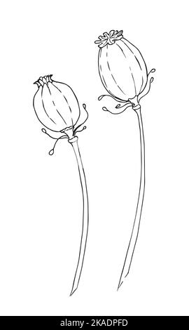 Poppy Blume Seed Kopf Skizze Gravur Vektor Illustration. Zeichnung von Papaver Bekleidung drucken Design. Schwarze Zeichnung auf isoliertem Hintergrund Stock Vektor