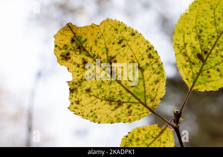 Gelbes Herbstblatt aus der Nähe vor hellem Himmel mit Hintergrundbeleuchtung Stockfoto