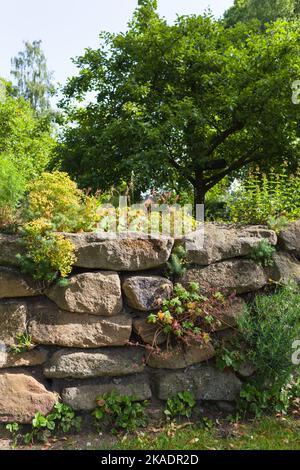 Die trockene Steinmauer im Garten ist von verschiedenen Pflanzen überwuchert Stockfoto