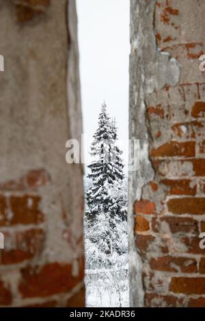 Eine vertikale Aufnahme einer verschneiten Kiefer, die durch Ziegelwände sichtbar ist Stockfoto