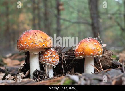 Drei Fliegenagariken auf verschwommenem Hintergrund eines dichten grünen Waldes Stockfoto