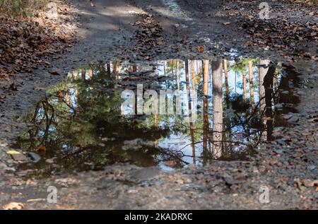 Helle farbige Spiegelung des malerischen Waldes und blauen Himmels in Wasserpfütze auf Waldstraße im Herbst Stockfoto