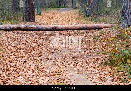 Ein großer Stamm gesägten Baumes liegt auf der Waldstraße, die mit heruntergefallenen trockenen Herbstblättern bedeckt ist Stockfoto