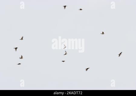 Kleiner Schwarm von Rotflügeln (Turdus iliacus) Zugvögeln, die aus der Nordsee, West Yorkshire, England, Großbritannien, fliegen Stockfoto