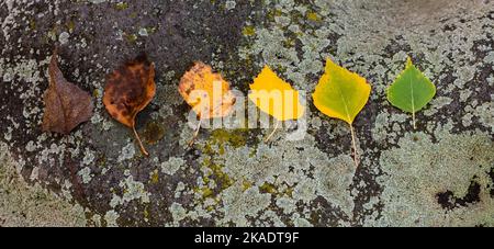 Sechs verwelkende Herbstbirkenblätter aus der Nähe auf Granit, der mit grünem Schimmel bedeckt ist Stockfoto