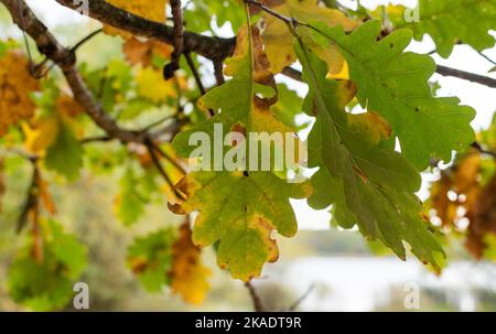 Vergilbende, welkende Eichenblätter aus der Nähe auf unscharfem Hintergrund herbstlicher Blätter bei Sonnenlicht im Herbst Stockfoto